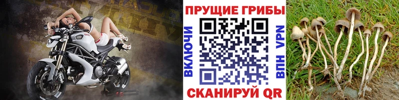 мега маркетплейс  Владимир  Галлюциногенные грибы Psilocybine cubensis 